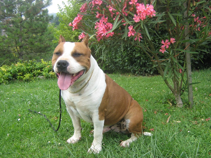 Magic-ster des Guerriers Occitans