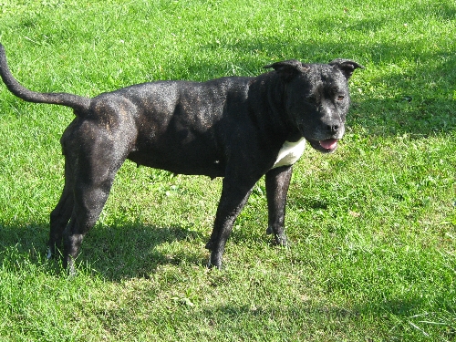 Arena black-night des Guerriers Occitans