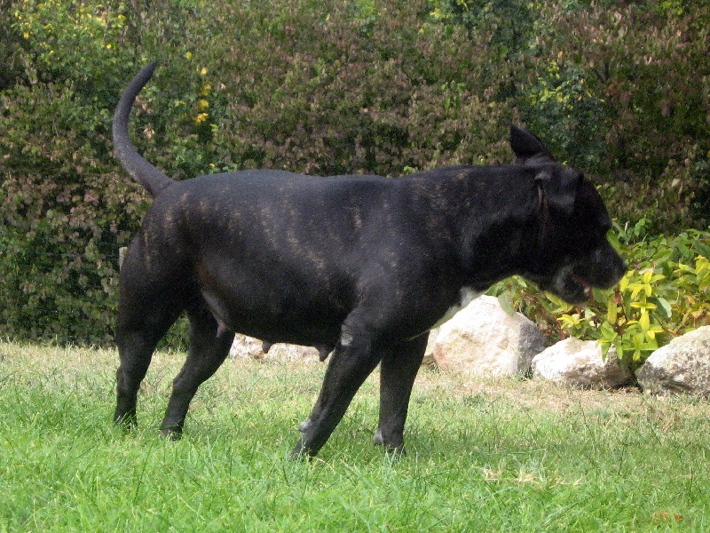 Arena black-night des Guerriers Occitans