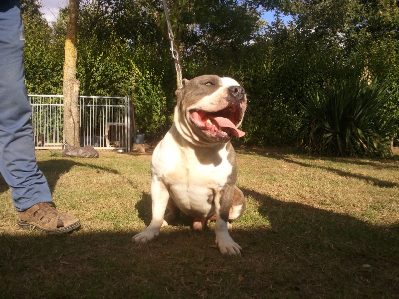 Publication : des Guerriers Occitans Auteur : lapeyre-frederic/ martins rose-m