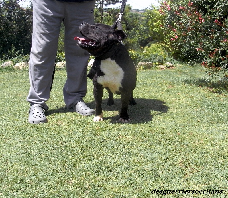 Elvis'  king off the king ' des Guerriers Occitans