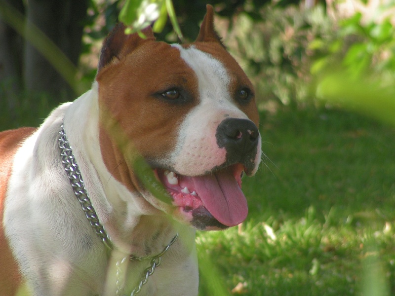 Magic-ster des Guerriers Occitans