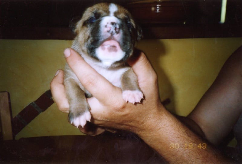 Usa- des Guerriers Occitans