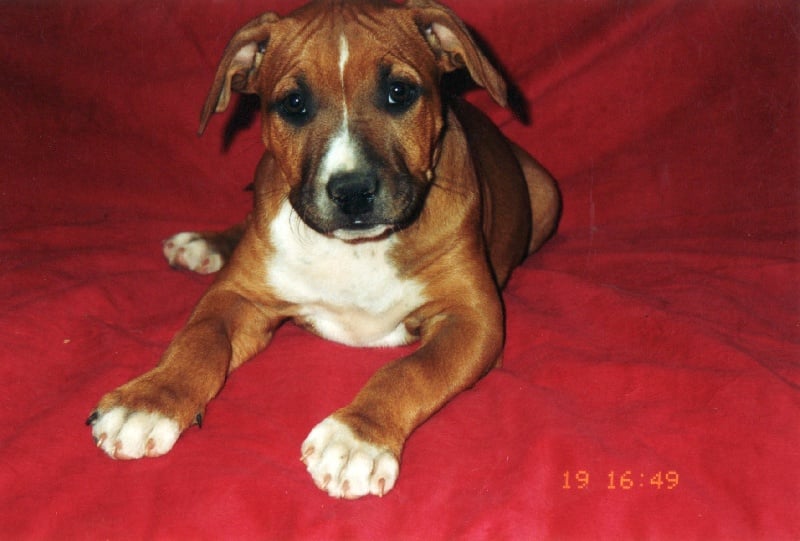 Usa- des Guerriers Occitans