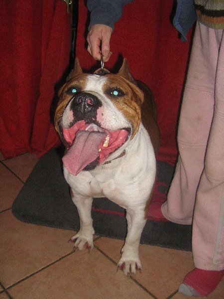 Magic-ster des Guerriers Occitans