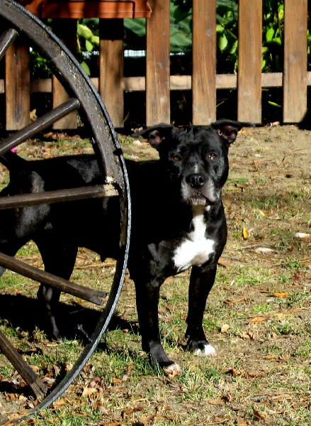 Arena black-night des Guerriers Occitans