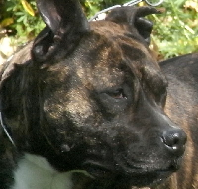 Faune queen safarie des Guerriers Occitans