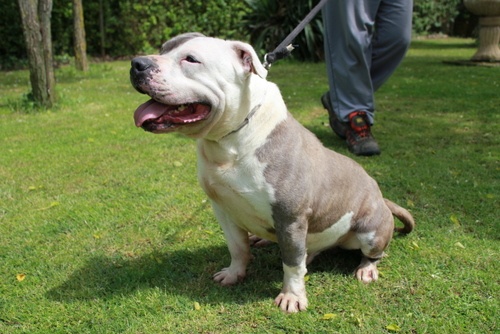 Publication : des Guerriers Occitans Auteur : lapeyre-frederic/ martins rose-m