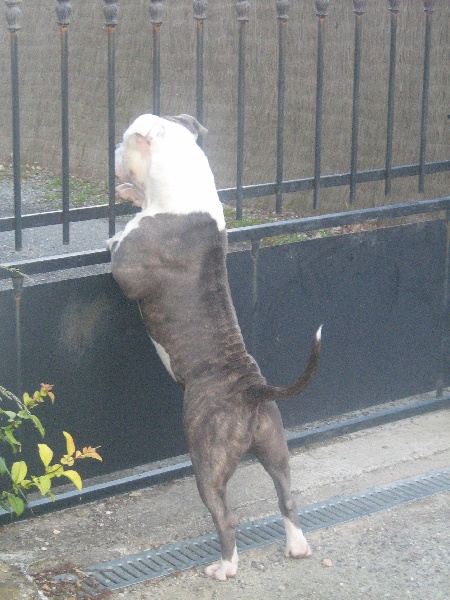 Cerdan ' alias ceusteur ' des Guerriers Occitans