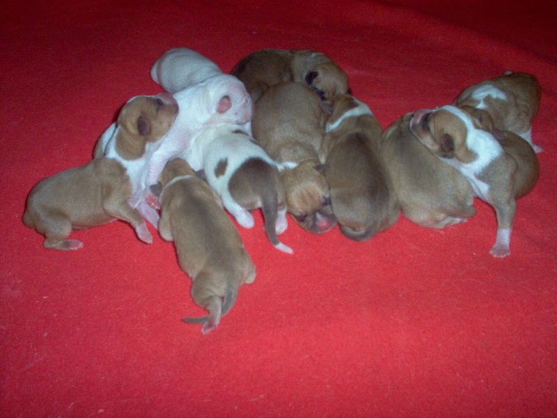 Arley-bety boops des Guerriers Occitans