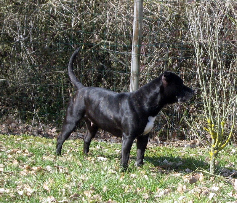 Arena black-night des Guerriers Occitans