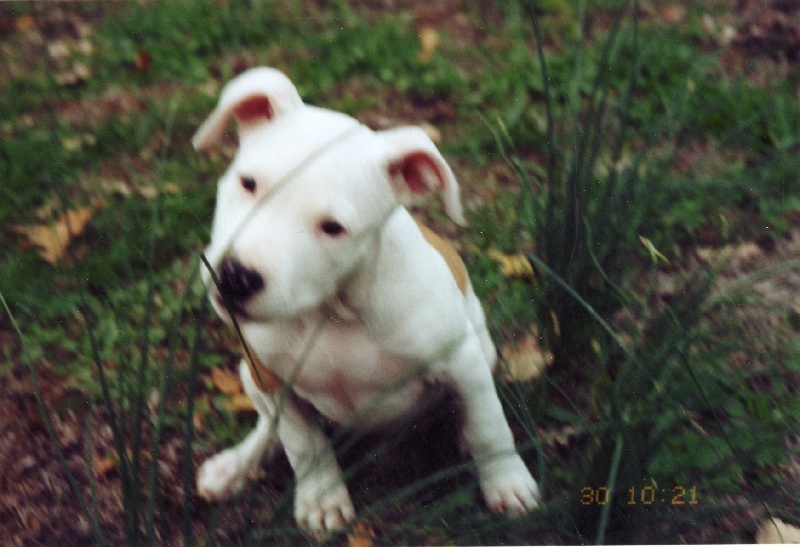 Usa de la terre des anges