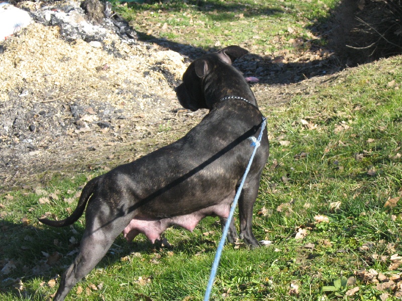 Arena black-night des Guerriers Occitans