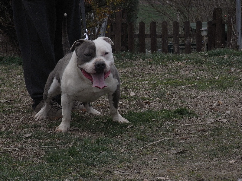 Publication : des Guerriers Occitans Auteur : lapeyre-frederic/ martins rose-m