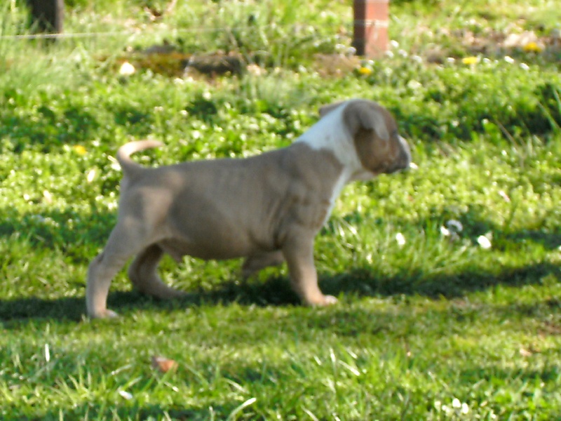 G maximus ' des Guerriers Occitans