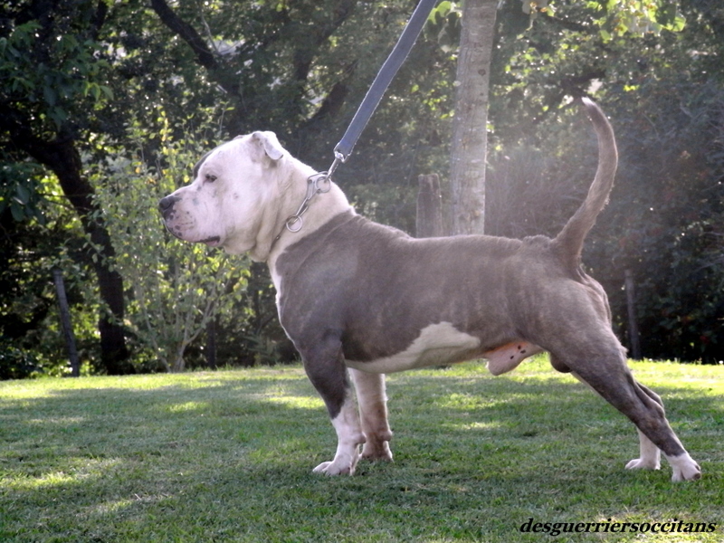 Publication : des Guerriers Occitans Auteur : lapeyre-frederic/ martins rose-m