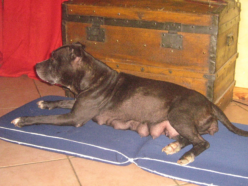 Arena black-night des Guerriers Occitans