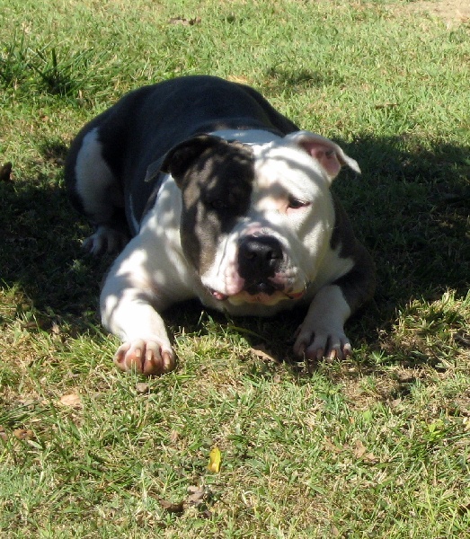 Cerdan ' alias ceusteur ' des Guerriers Occitans