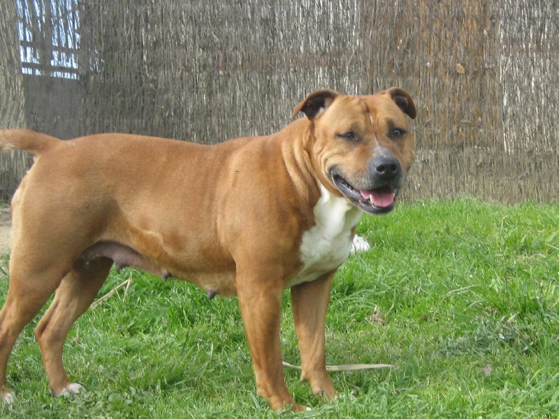 Usa- des Guerriers Occitans