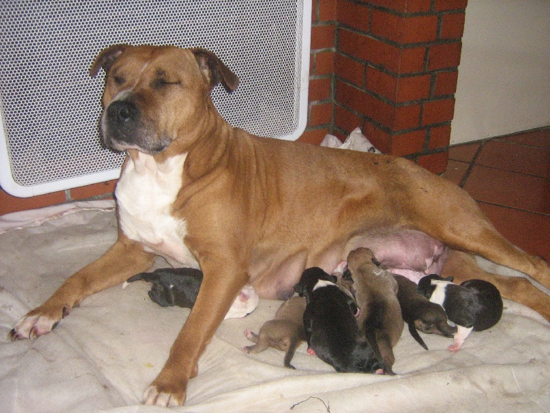 Usa- des Guerriers Occitans