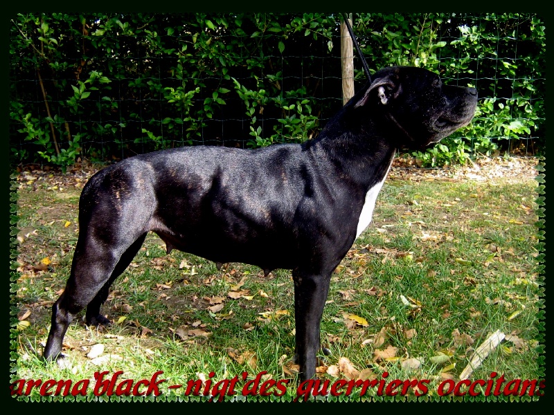 Arena black-night des Guerriers Occitans