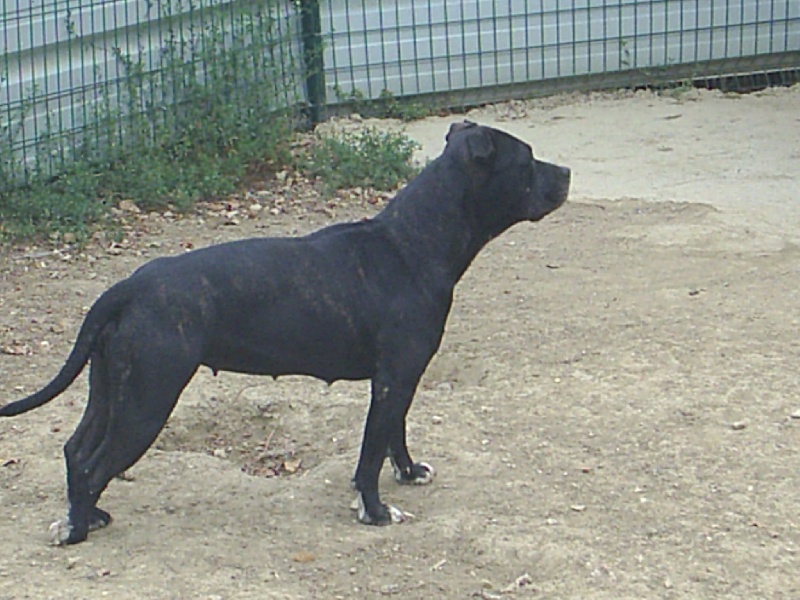 Arena black-night des Guerriers Occitans