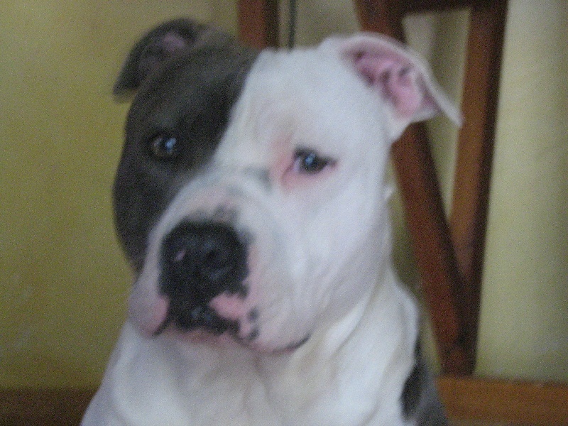 Cerdan ' alias ceusteur ' des Guerriers Occitans