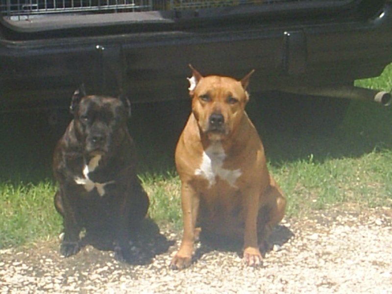 Unaya des Guerriers Occitans