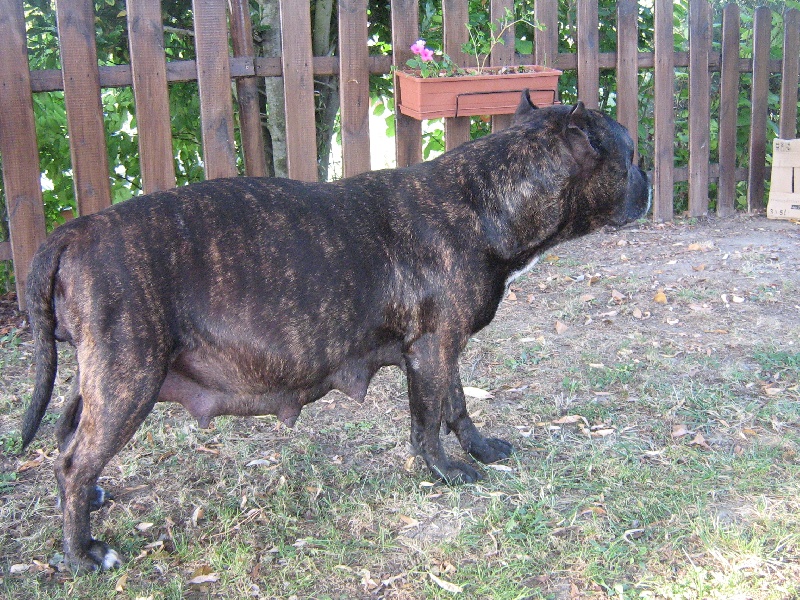 Unaya des Guerriers Occitans