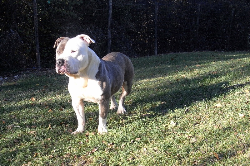 Publication : des Guerriers Occitans Auteur : lapeyre-frederic/ martins rose-m