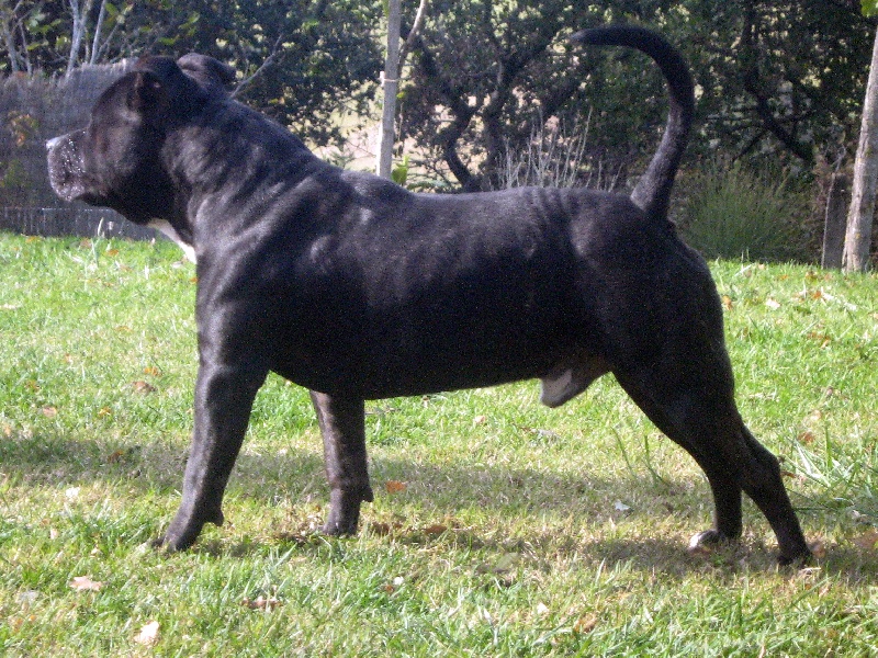 Dangerous black dodge des Guerriers Occitans