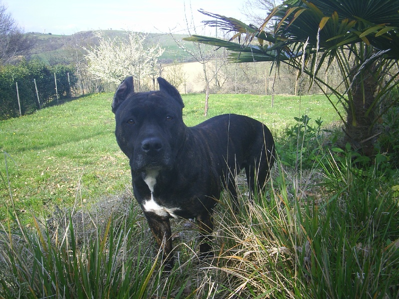 Unaya des Guerriers Occitans