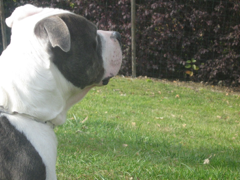 Cerdan ' alias ceusteur ' des Guerriers Occitans