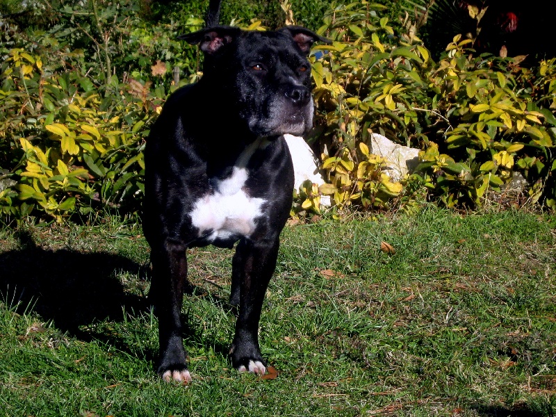 Arena black-night des Guerriers Occitans