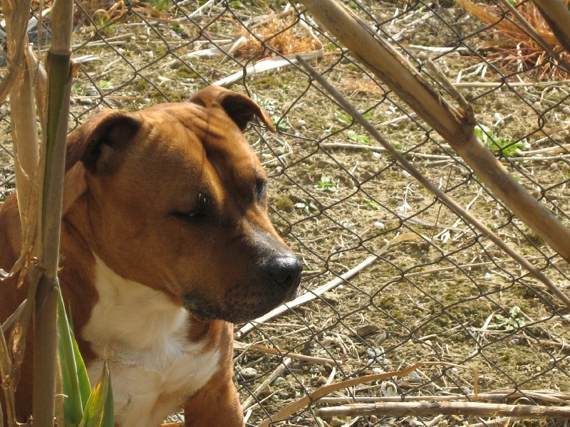 Usa- des Guerriers Occitans