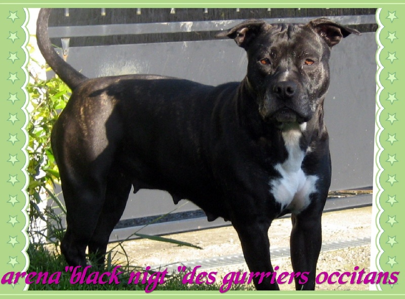 Arena black-night des Guerriers Occitans