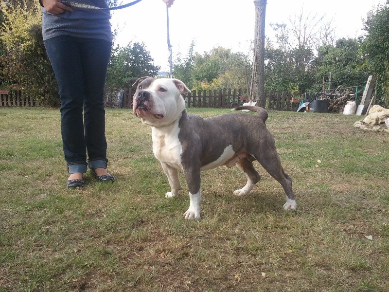 Publication : des Guerriers Occitans Auteur : lapeyre-frederic/ martins rose-m