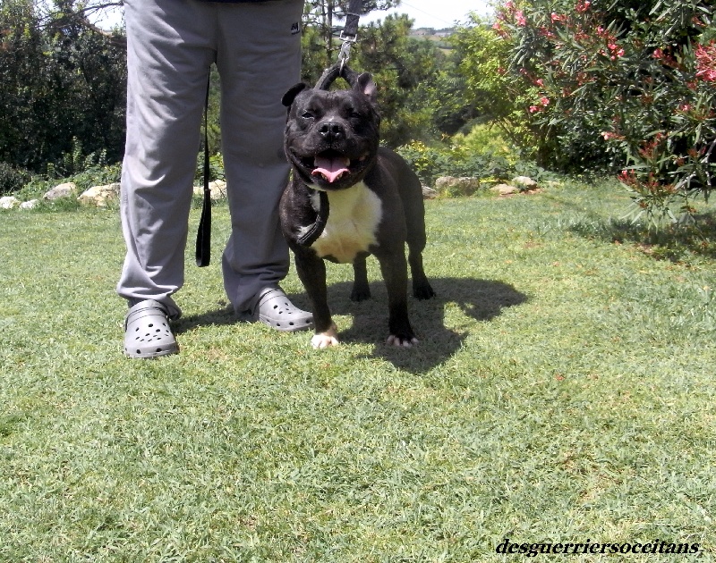 Elvis'  king off the king ' des Guerriers Occitans