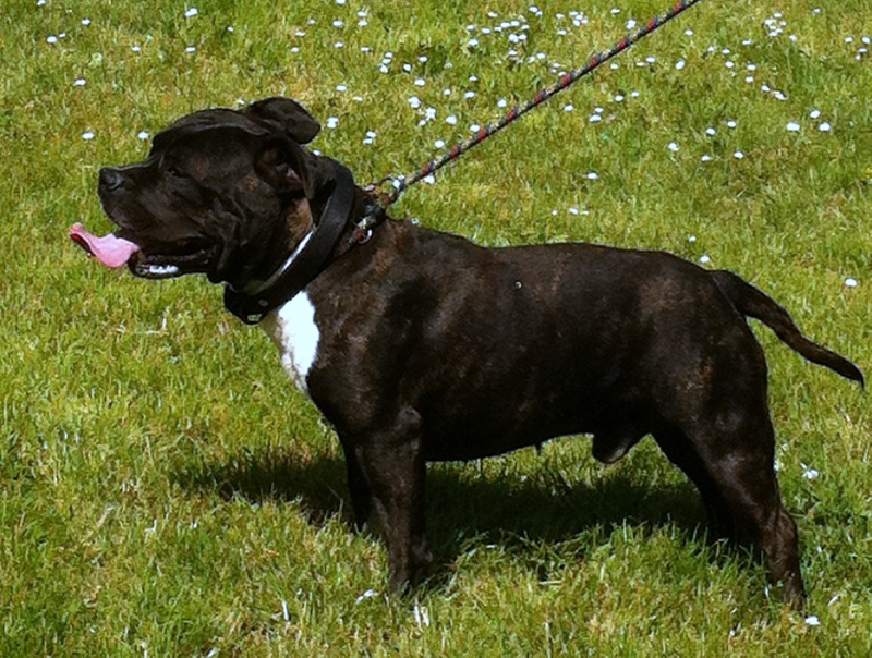 Elvis'  king off the king ' des Guerriers Occitans