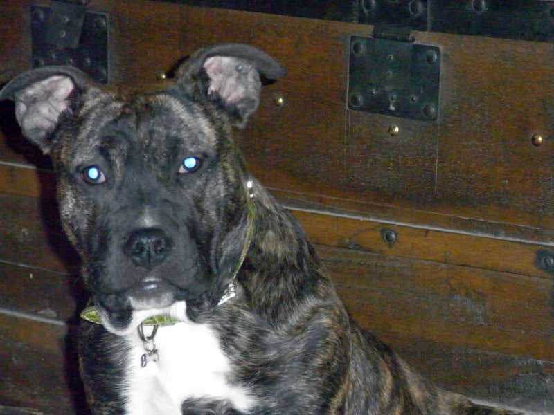 Faune queen safarie des Guerriers Occitans