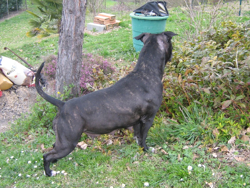 Arena black-night des Guerriers Occitans