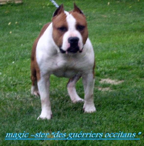 Magic-ster des Guerriers Occitans