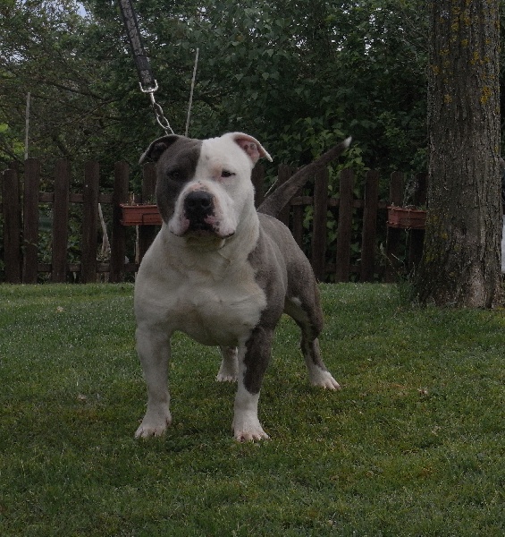 Publication : des Guerriers Occitans Auteur : lapeyre-frederic/ martins rose-m