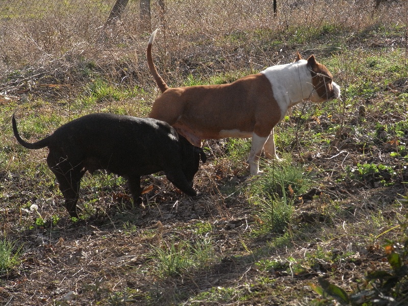 Arena black-night des Guerriers Occitans