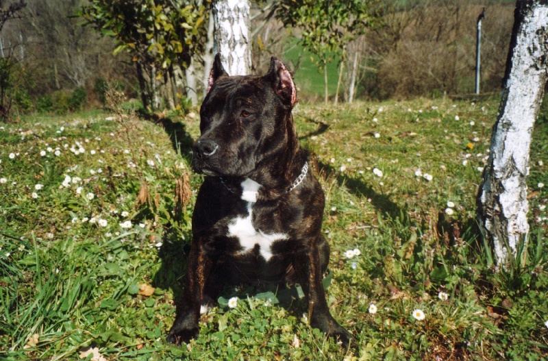 Unaya des Guerriers Occitans