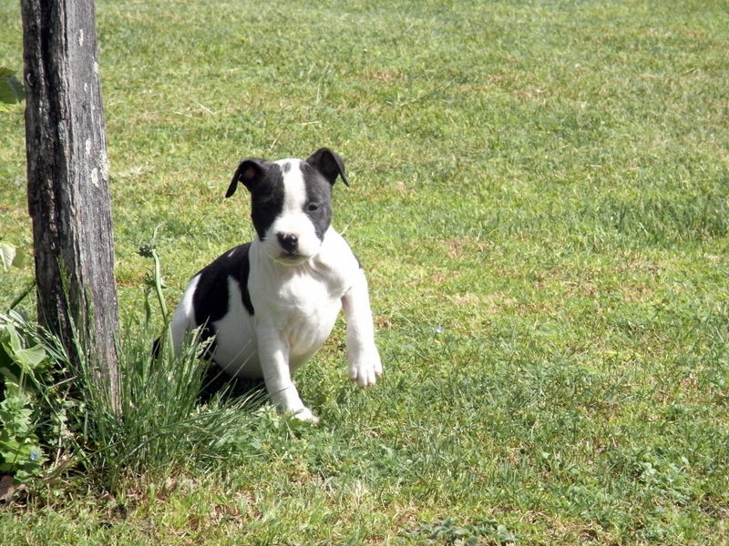 Holga' édition 2 ' des Guerriers Occitans