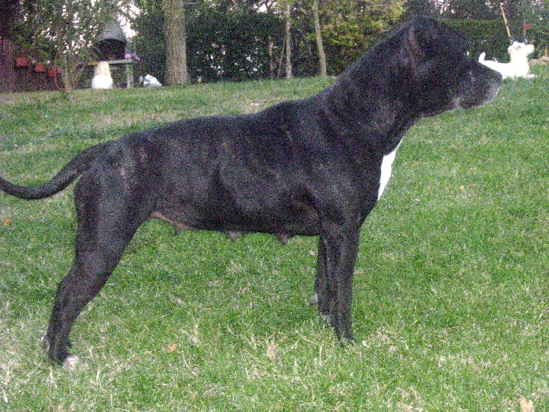 Arena black-night des Guerriers Occitans