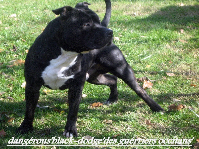 Dangerous black dodge des Guerriers Occitans