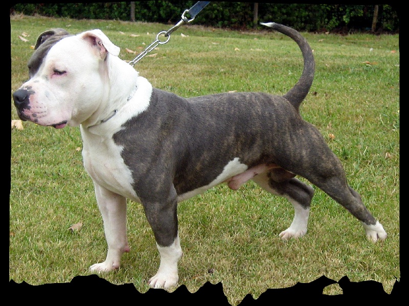 Cerdan ' alias ceusteur ' des Guerriers Occitans