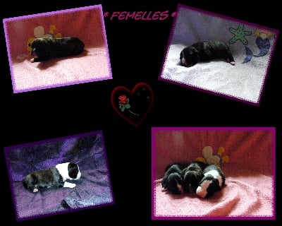 Faune queen safarie des Guerriers Occitans